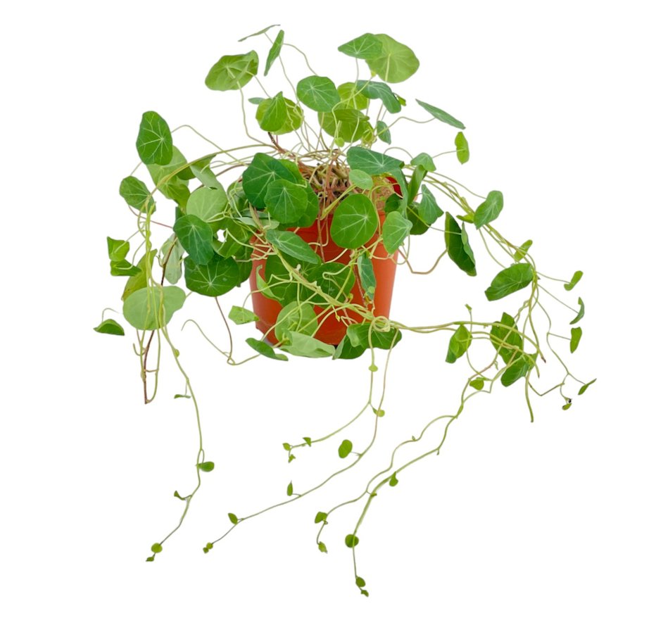 Stephania Erecta - terracotta pot - Potted plant - Tumbleweed Plants - Online Plant Delivery Singapore