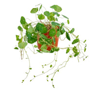 Stephania Erecta - terracotta pot - Potted plant - Tumbleweed Plants - Online Plant Delivery Singapore