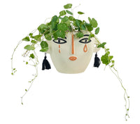 Stephania Erecta - terracotta pot - Potted plant - Tumbleweed Plants - Online Plant Delivery Singapore