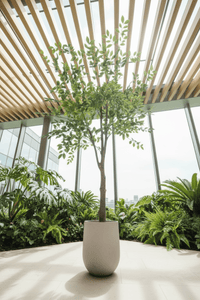 Elm Money Tree (Life - like Artificial) - Potted plant - 5300952242268 - Tumbleweed Plants - Online Plant Delivery Singapore