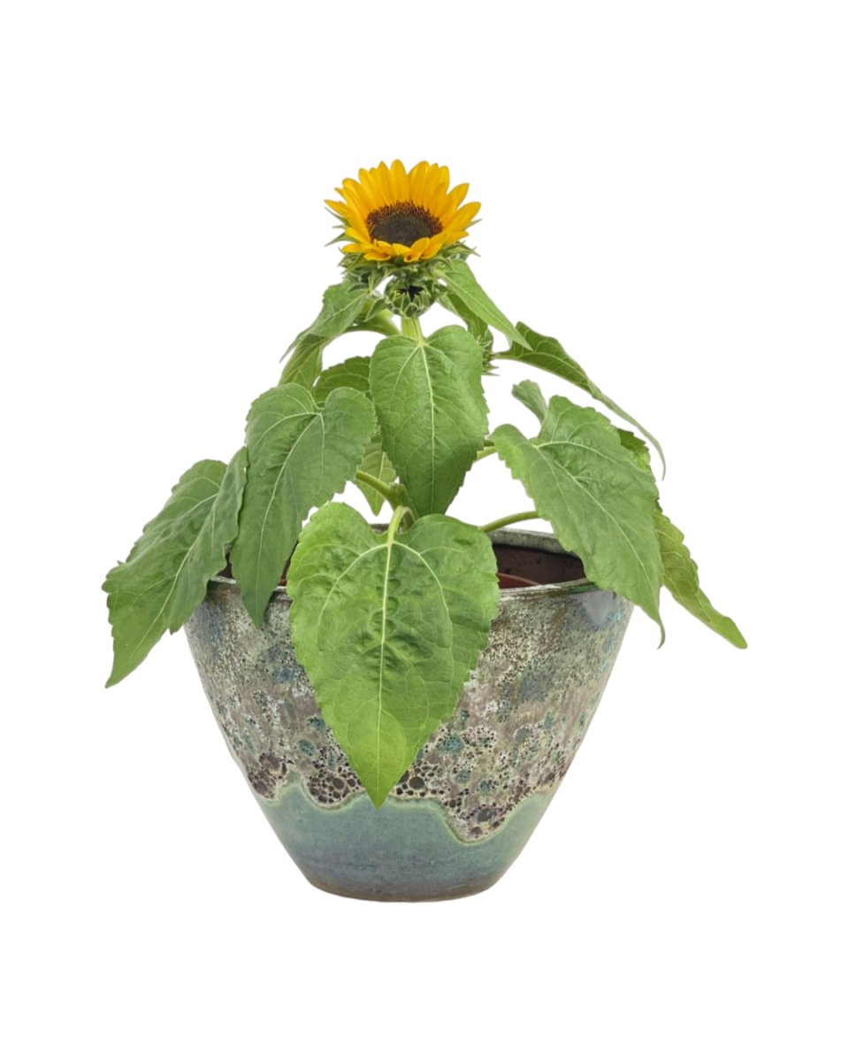 Sunflower Plant - jade sea cone planter - Potted plant - Tumbleweed Plants - Online Plant Delivery Singapore