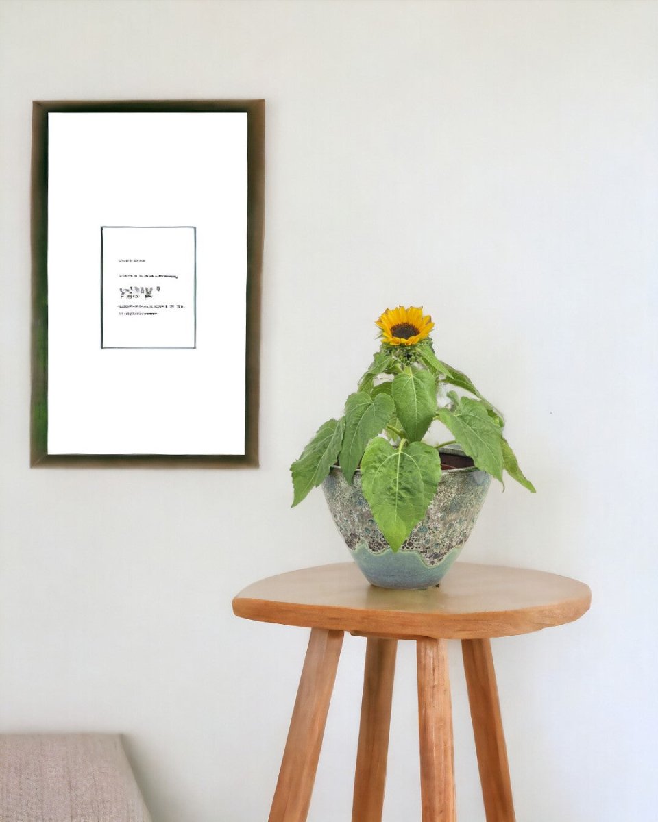 Sunflower Plant - jade sea cone planter - Potted plant - Tumbleweed Plants - Online Plant Delivery Singapore