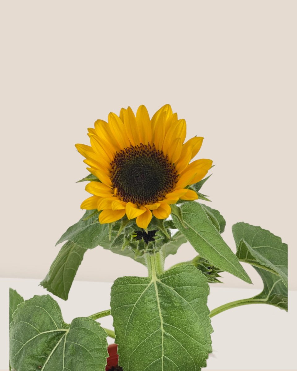 Sunflower Plant - grow pot - Potted plant - Tumbleweed Plants - Online Plant Delivery Singapore