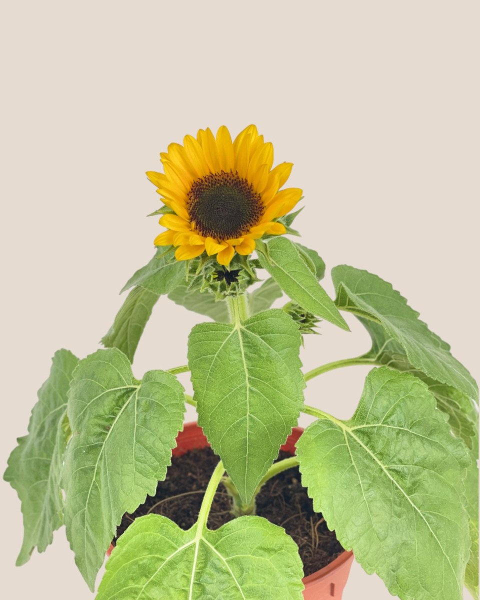 Sunflower Plant - grow pot - Potted plant - Tumbleweed Plants - Online Plant Delivery Singapore