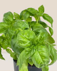 Sweet Basil - grow pot - Potted plant - Tumbleweed Plants - Online Plant Delivery Singapore