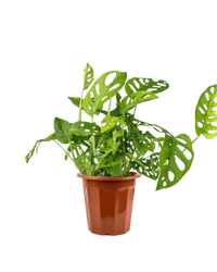 Swiss Cheese Plant in a grow pot