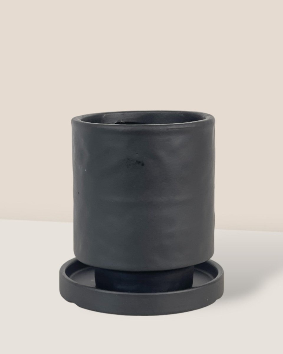 Tall Astra Pot (8.5cm) - black - Pot - Tumbleweed Plants - Online Plant Delivery Singapore