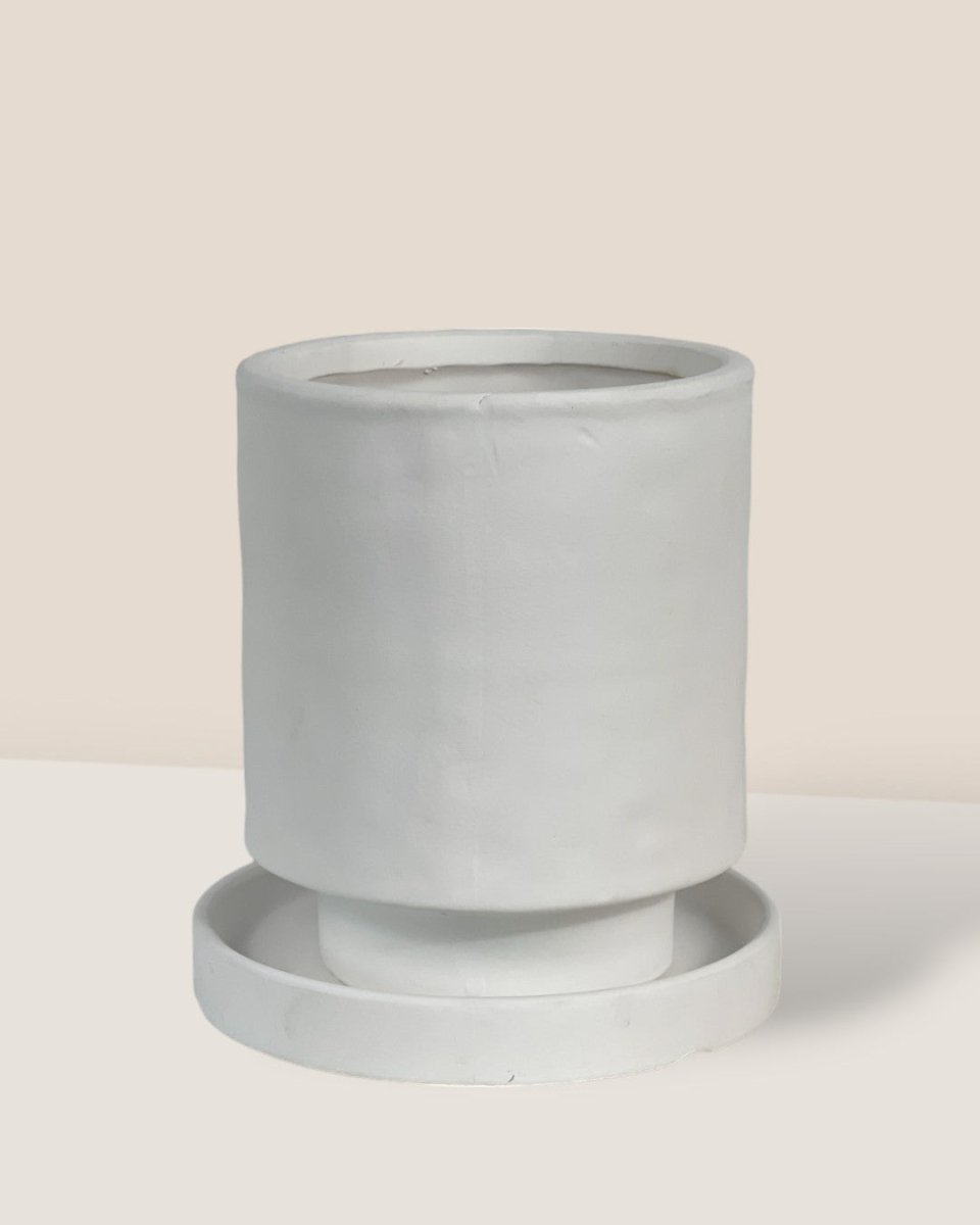 Tall Astra Pot (8.5cm) - white - Pot - Tumbleweed Plants - Online Plant Delivery Singapore