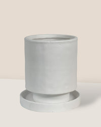 Tall Astra Pot (8.5cm) - white - Pot - Tumbleweed Plants - Online Plant Delivery Singapore