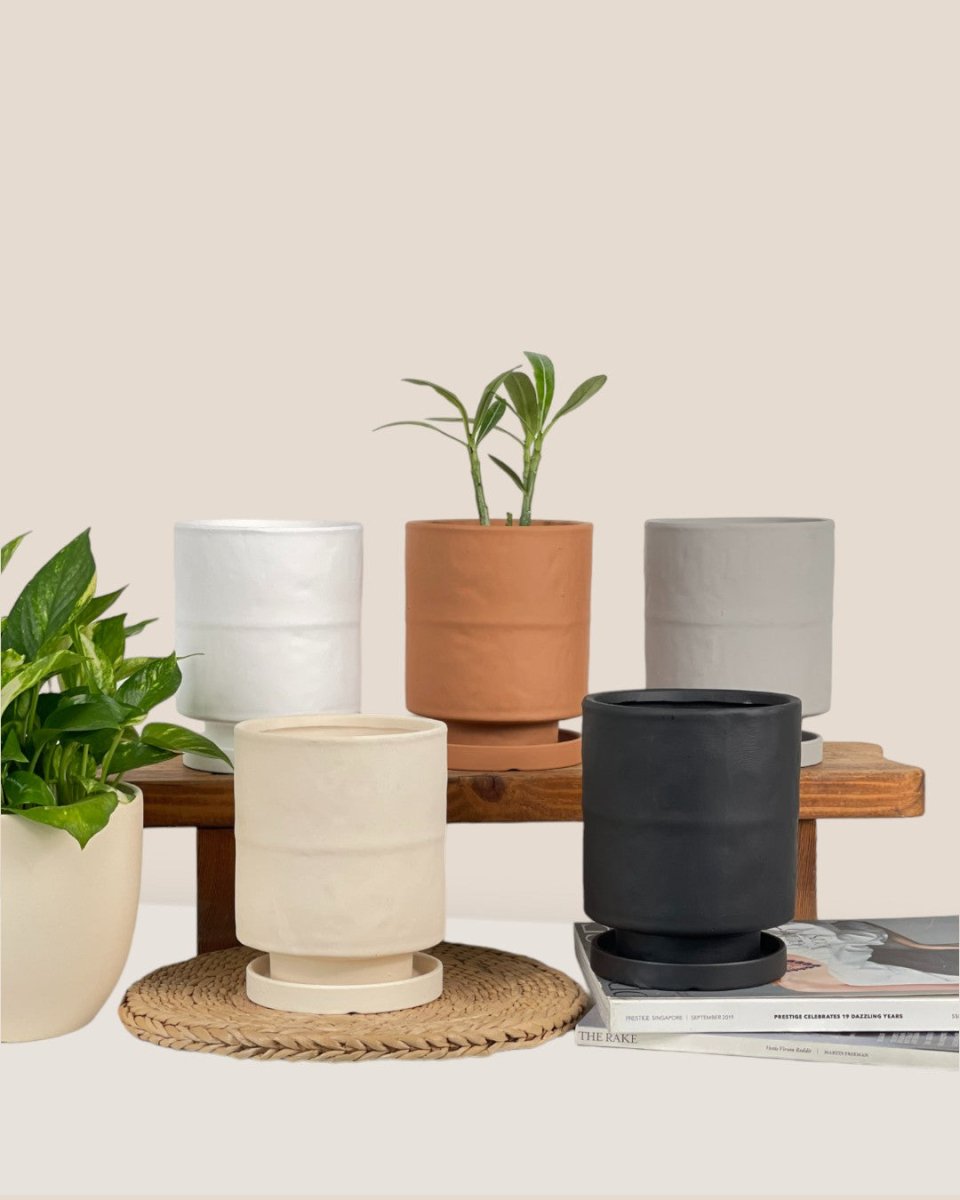small tall plant pots Tall Astra Pot Small