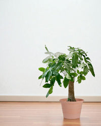 Terra Airstone Pots - XL - Planter - 5675659245793 - Tumbleweed Plants - Online Plant Delivery Singapore