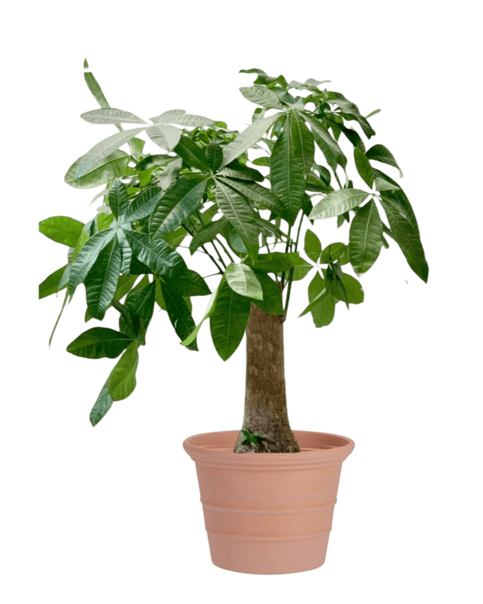 Terra Airstone Pots - XL - Planter - 5675659245793 - Tumbleweed Plants - Online Plant Delivery Singapore