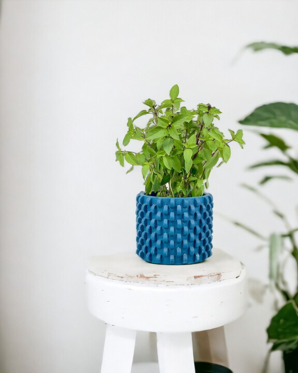 Thai Basil - grow pot - Potted plant - Tumbleweed Plants - Online Plant Delivery Singapore