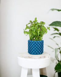 Thai Basil - grow pot - Potted plant - Tumbleweed Plants - Online Plant Delivery Singapore