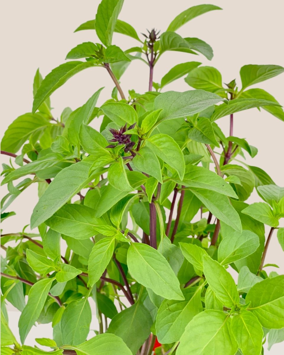 Thai Basil - grow pot - Potted plant - Tumbleweed Plants - Online Plant Delivery Singapore