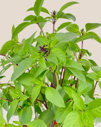 Thai Basil - grow pot - Potted plant - Tumbleweed Plants - Online Plant Delivery Singapore