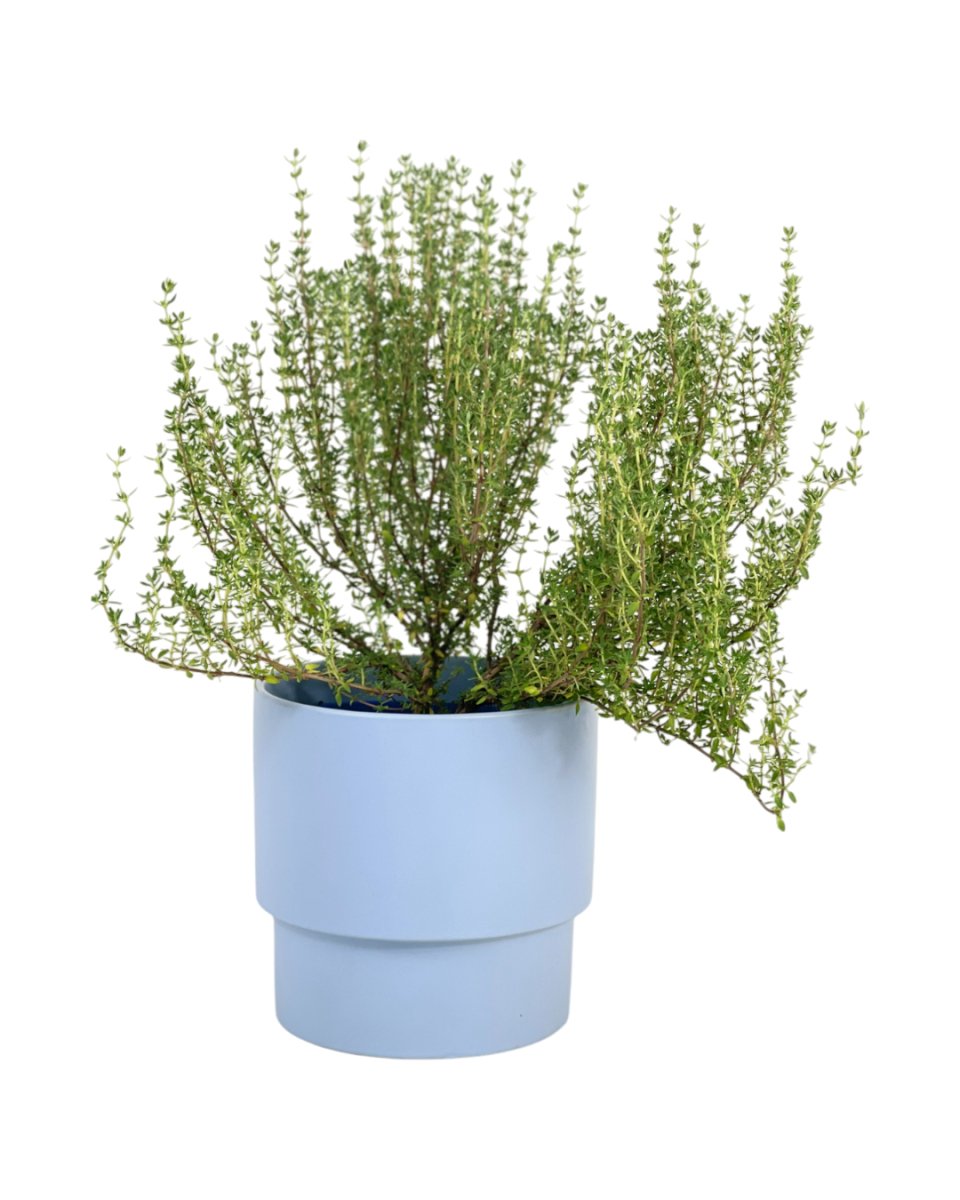 thyme plant pot size Thyme Plant