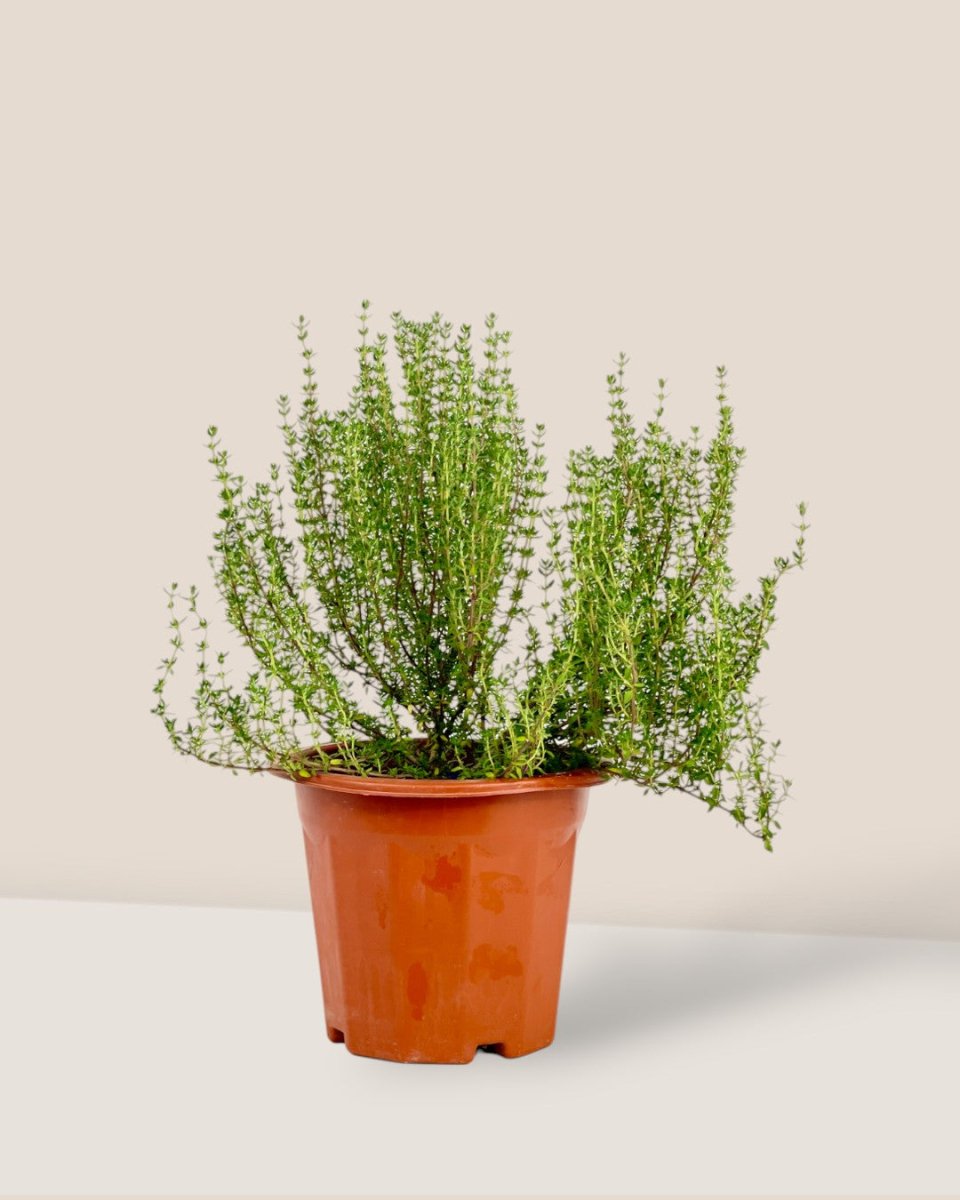 Thyme Plant - grow pot - Potted plant - Tumbleweed Plants - Online Plant Delivery Singapore
