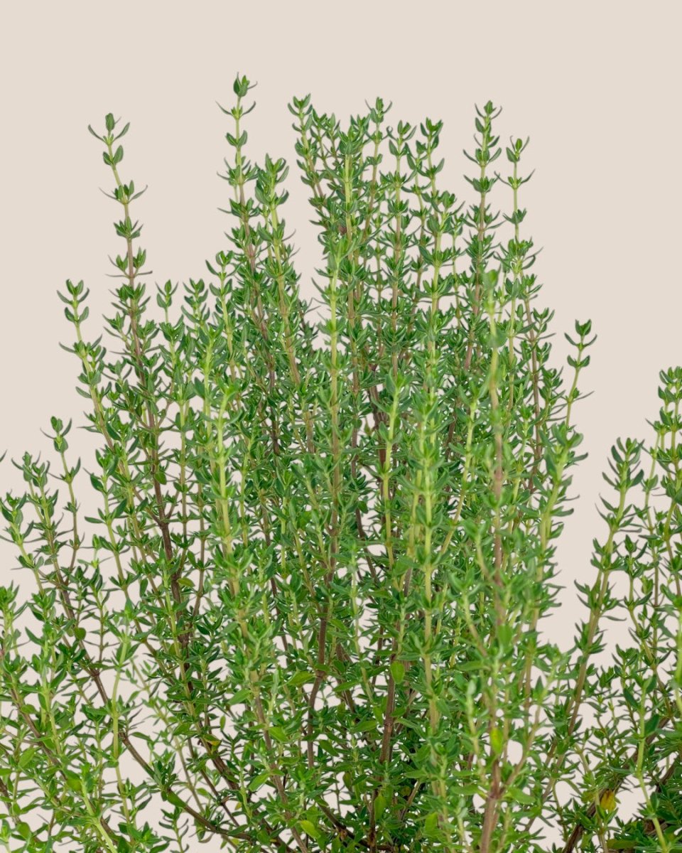 Thyme Plant - grow pot - Potted plant - Tumbleweed Plants - Online Plant Delivery Singapore