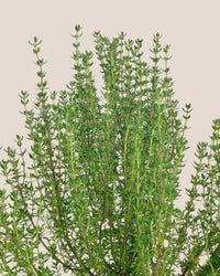 Thyme Plant - grow pot - Potted plant - Tumbleweed Plants - Online Plant Delivery Singapore