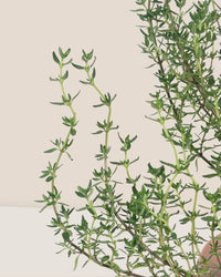 Thyme Plant - grow pot - Potted plant - Tumbleweed Plants - Online Plant Delivery Singapore