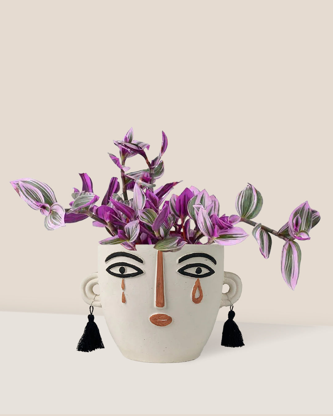 Tradescantia Nanouk (Hanging/Potted) - Potted plant -  Tumbleweed Plants