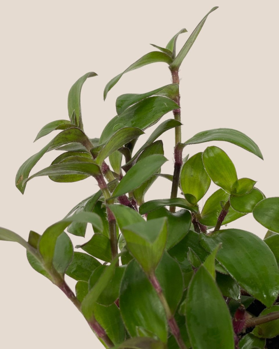 Tradescantia "Red Hill" - grow pot - Potted plant - Tumbleweed Plants - Online Plant Delivery Singapore