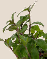 Tradescantia "Red Hill" - grow pot - Potted plant - Tumbleweed Plants - Online Plant Delivery Singapore