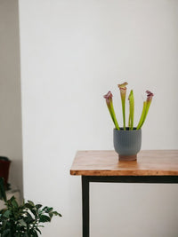 Trumpet Pitcher Plant - grow pot - Potted plant - Tumbleweed Plants - Online Plant Delivery Singapore