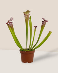 Trumpet Pitcher Plant - grow pot - Potted plant - Tumbleweed Plants - Online Plant Delivery Singapore