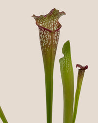 Trumpet Pitcher Plant - grow pot - Potted plant - Tumbleweed Plants - Online Plant Delivery Singapore