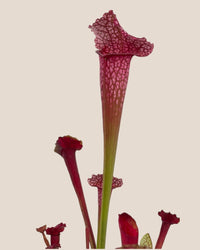 Trumpet Pitcher Plant - grow pot - Potted plant - Tumbleweed Plants - Online Plant Delivery Singapore