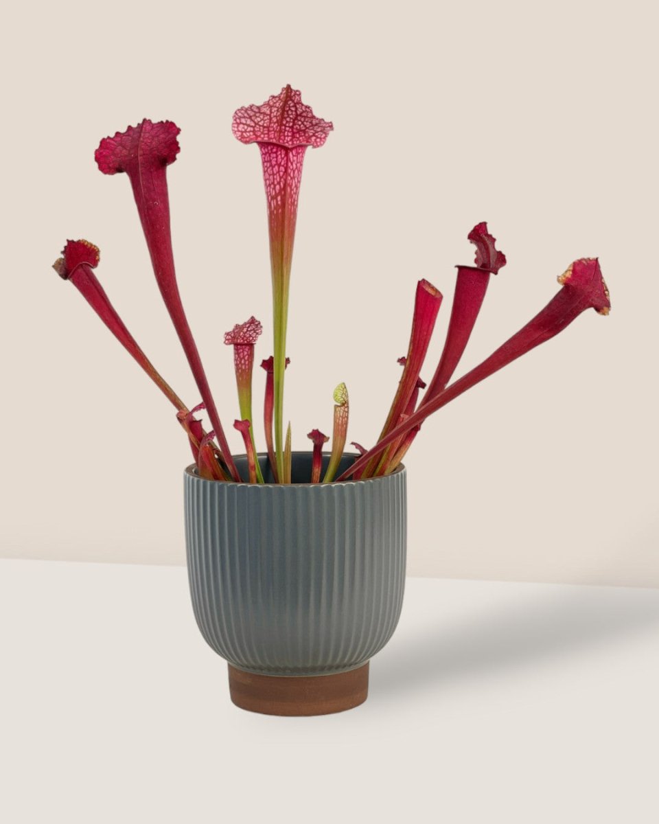 Trumpet Pitcher Plant - grow pot - Potted plant - Tumbleweed Plants - Online Plant Delivery Singapore