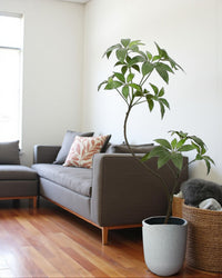 Umbrella Plant (Life-like Artificial) -  -  Tumbleweed Plants