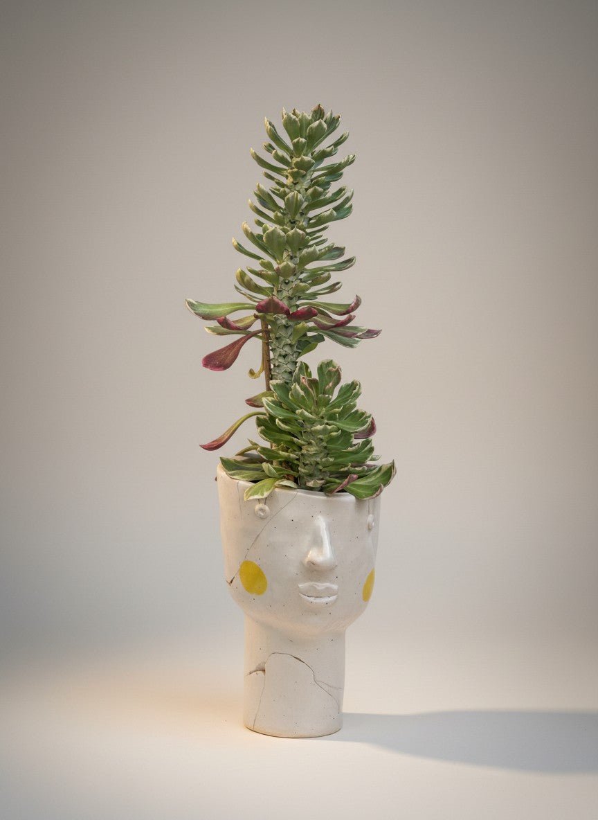 Second Chance: Missy Pot with succulent - Second Chance - SECO-SECO-6873 - Tumbleweed Plants - Online Plant Delivery Singapore