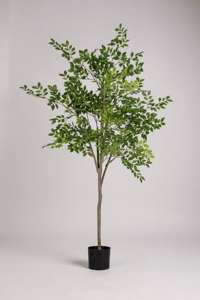 Elm Money Tree (Life - like Artificial) - Potted plant - 5300952242274 - Tumbleweed Plants - Online Plant Delivery Singapore
