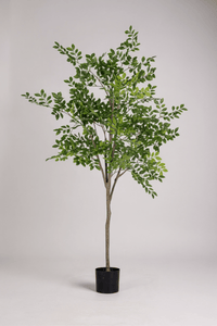 Elm Money Tree (Life - like Artificial) - Potted plant - 5300952242274 - Tumbleweed Plants - Online Plant Delivery Singapore