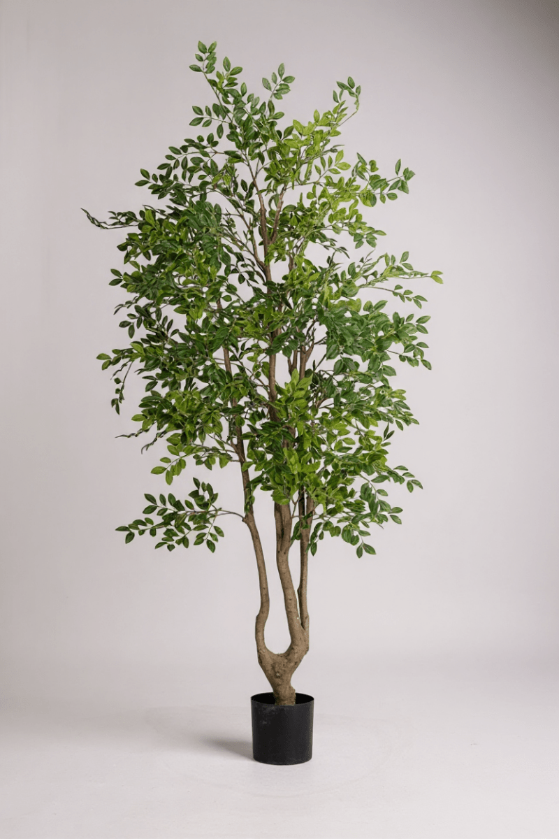 Elm Money Tree (Life - like Artificial) - Potted plant - 5300952242283 - Tumbleweed Plants - Online Plant Delivery Singapore