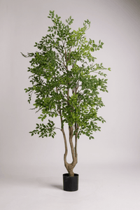 Elm Money Tree (Life - like Artificial) - Potted plant - 5300952242283 - Tumbleweed Plants - Online Plant Delivery Singapore