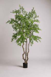 Elm Money Tree (Life - like Artificial) - Potted plant - 5300952242291 - Tumbleweed Plants - Online Plant Delivery Singapore