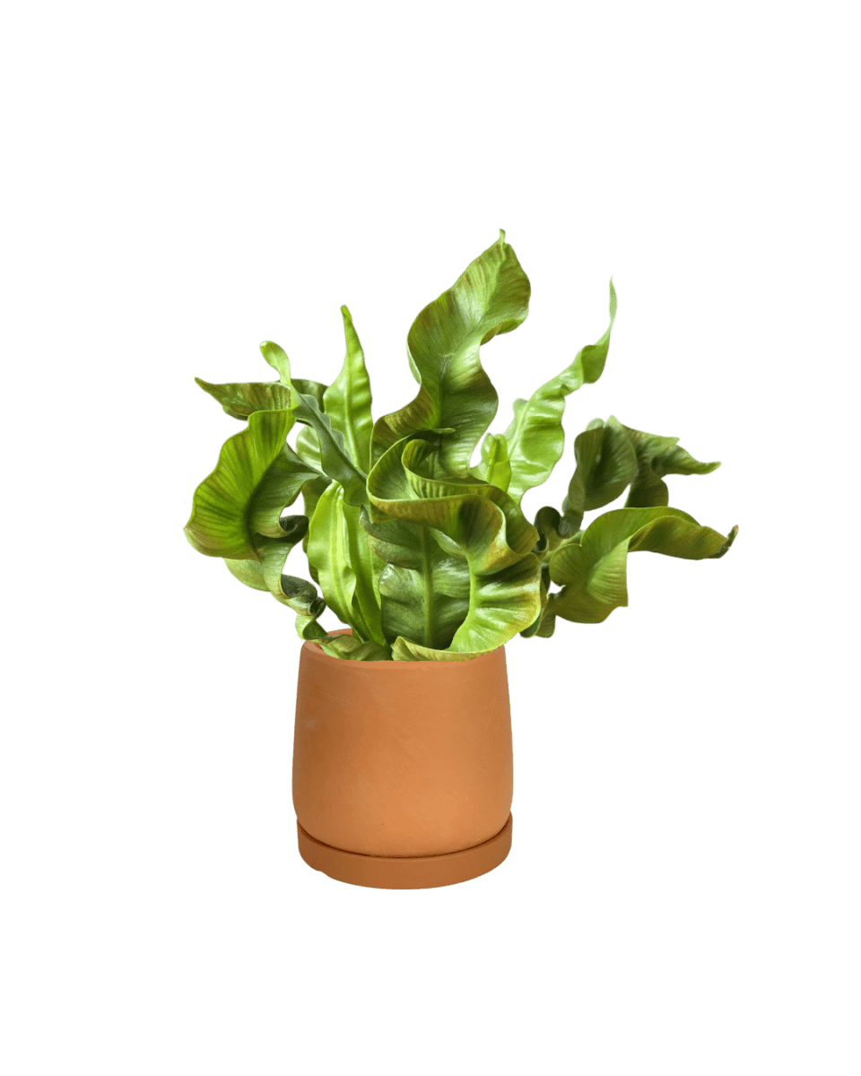 birds nest fern in clay or pastic pot Wavy Bird Nest Fern Baby
