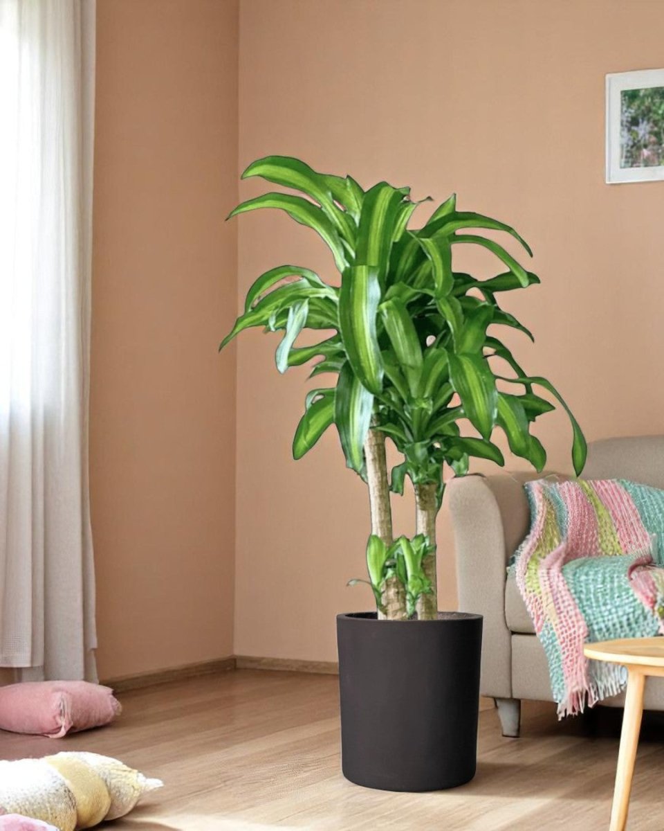 XL Dracaena Fragrans (Iron Tree) - Potted plant - POTT - LARG - MMGRWNRP - 5090 - Tumbleweed Plants - Online Plant Delivery Singapore