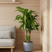 XL Dracaena Fragrans (Iron Tree)