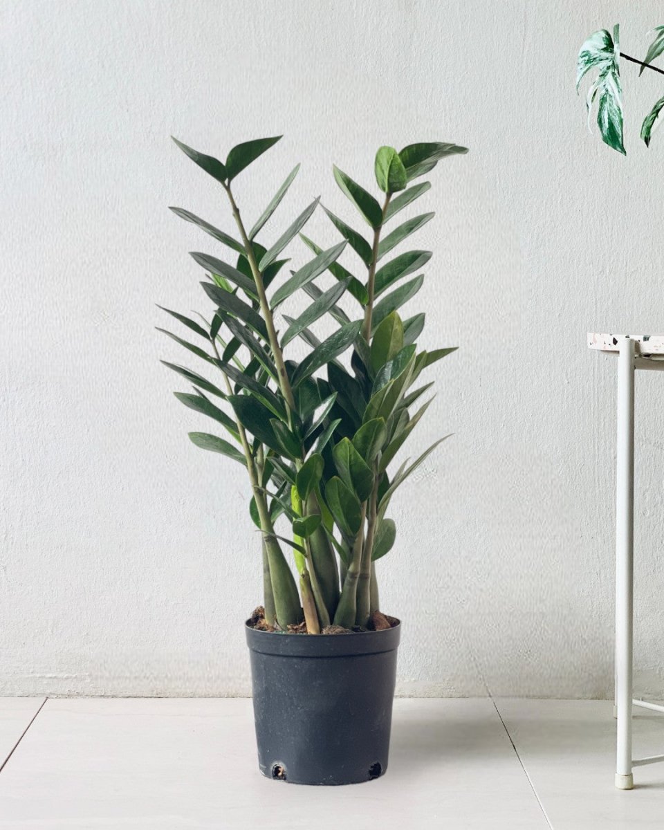 Large ZZ Plant - grow pot - Potted plant - Tumbleweed Plants - Online Plant Delivery Singapore