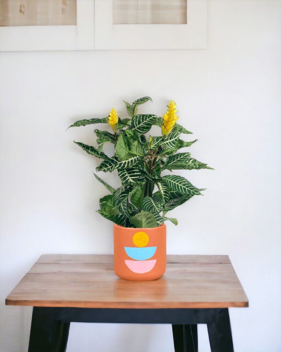 Zebra Yellow - grow pot - Potted plant - Tumbleweed Plants - Online Plant Delivery Singapore