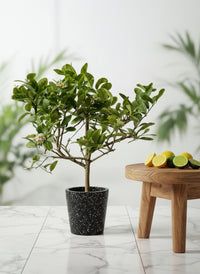 Junior Lemon Tree