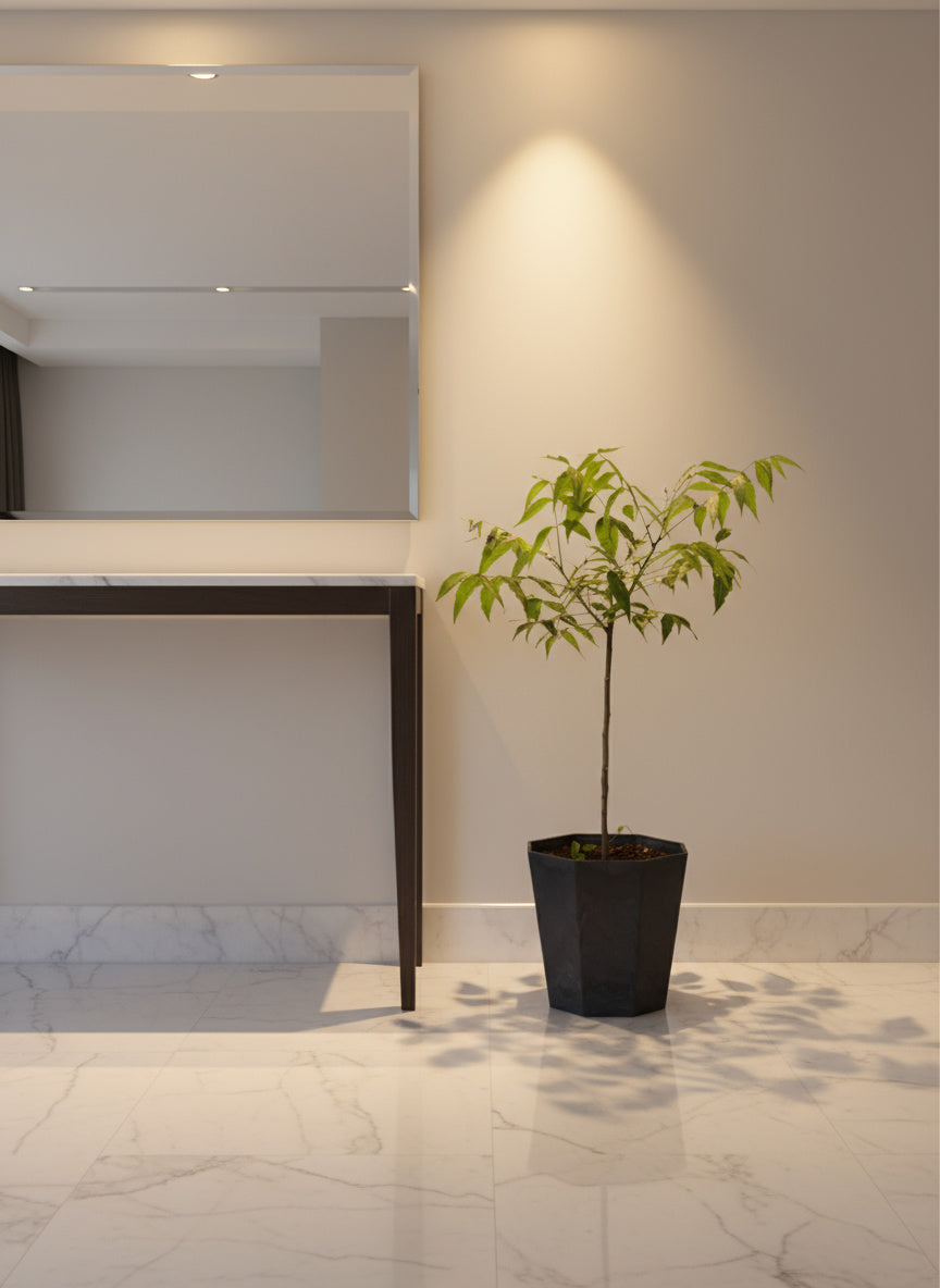 Neem Tree Plant - Potted plant -  Tumbleweed Plants