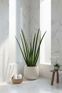African Spear Plant - Potted plant -  Tumbleweed Plants