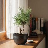 Miniature Japanese Black Pine/Pinus Thunbergii