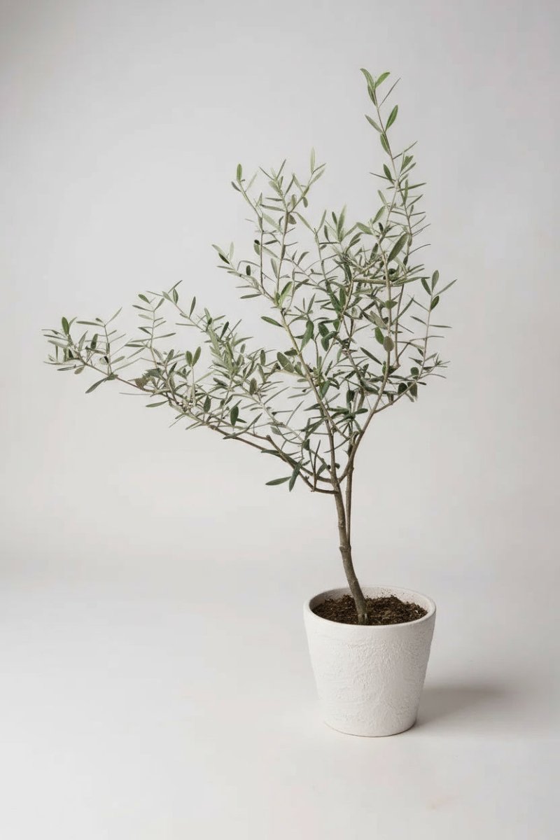 Olive Tree Standard - Japan - Potted plant - POTT - OLIV - GRWSML - 4569 - Tumbleweed Plants - Online Plant Delivery Singapore